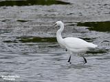 kleine zilverreiger 2022